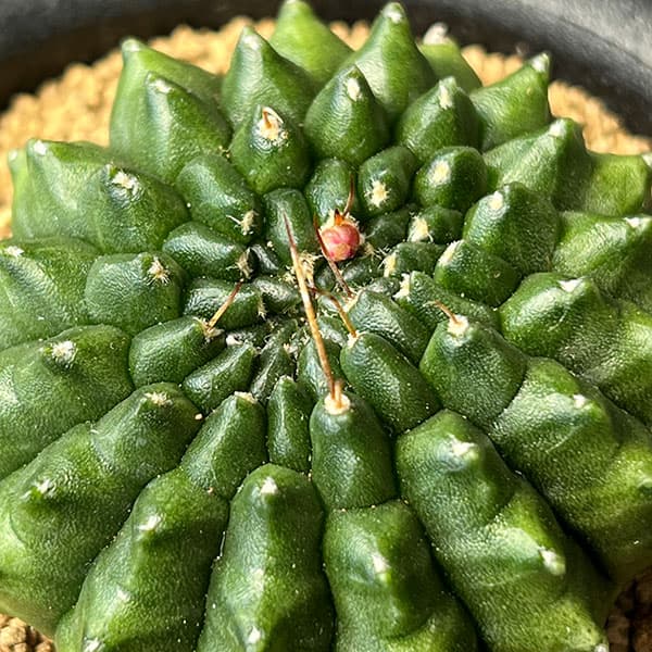 サボテン:ギムノカリキウム 牡丹玉モンスト 3号鉢植え