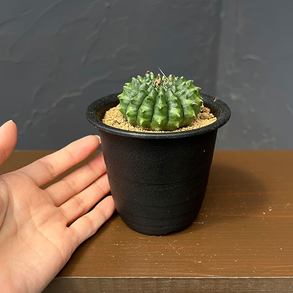サボテン:ギムノカリキウム 牡丹玉モンスト 3号鉢植え