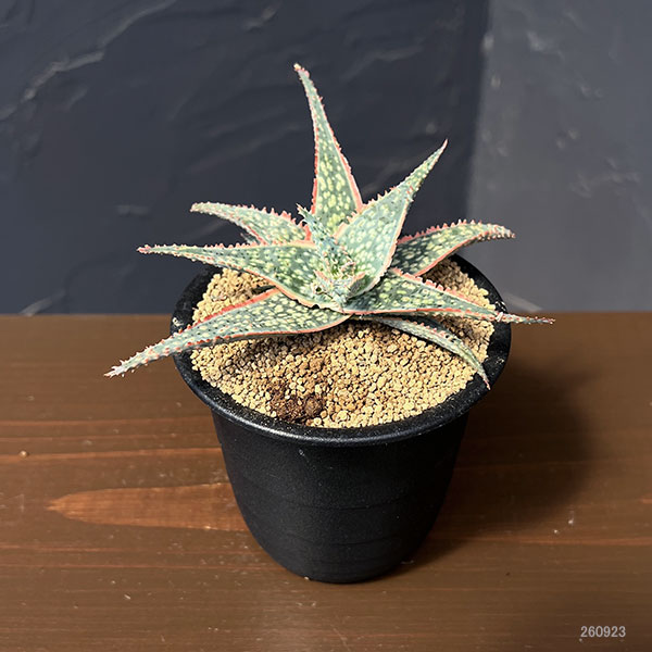 アロエ:コーラルエッジ 3号鉢植え