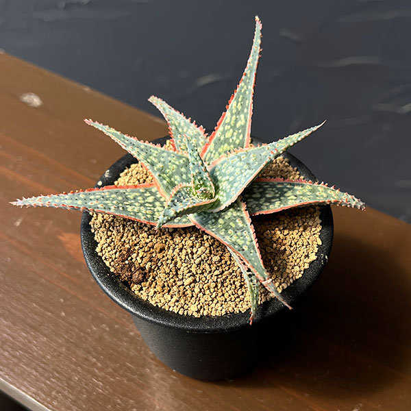 アロエ:コーラルエッジ 3号鉢植え
