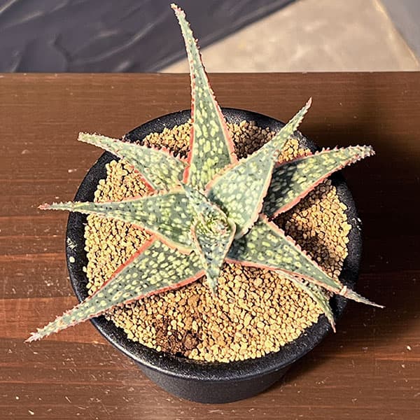 アロエ:コーラルエッジ 3号鉢植え