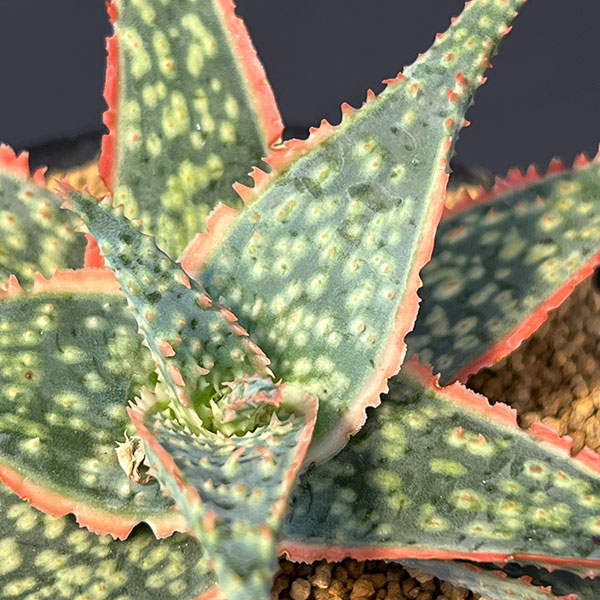 アロエ:コーラルエッジ 3号鉢植え