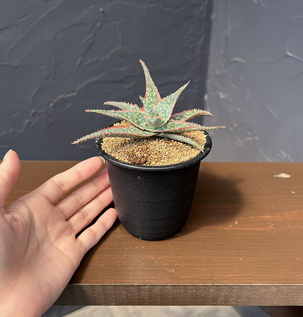 アロエ:コーラルエッジ 3号鉢植え