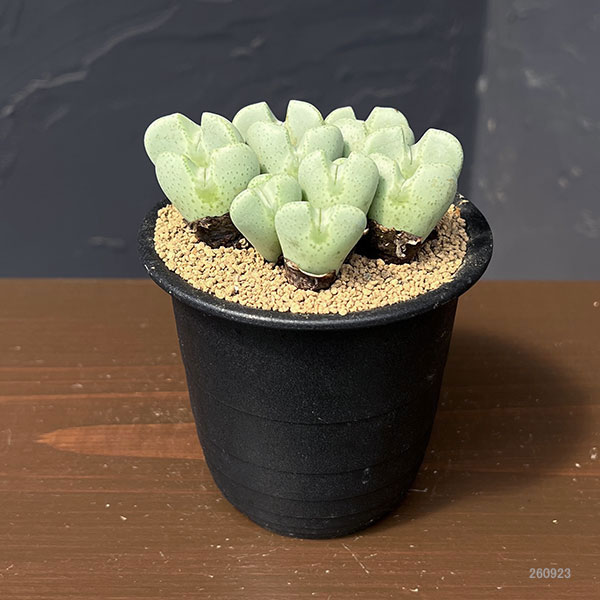 コノフィツム:桃園3号鉢植え*