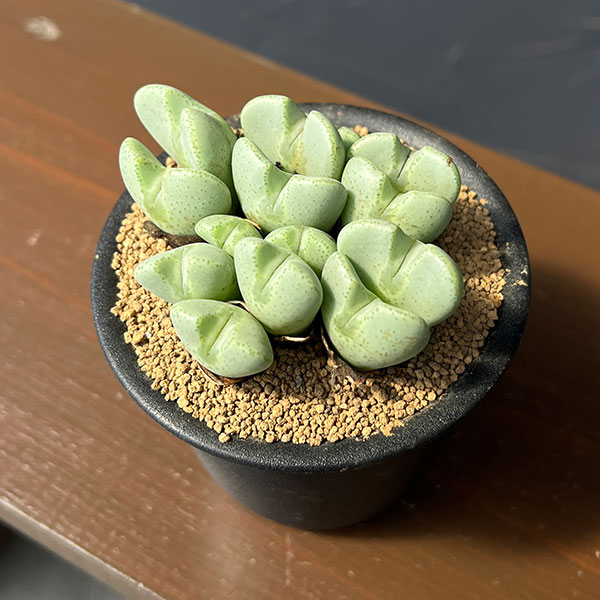 コノフィツム:桃園3号鉢植え*
