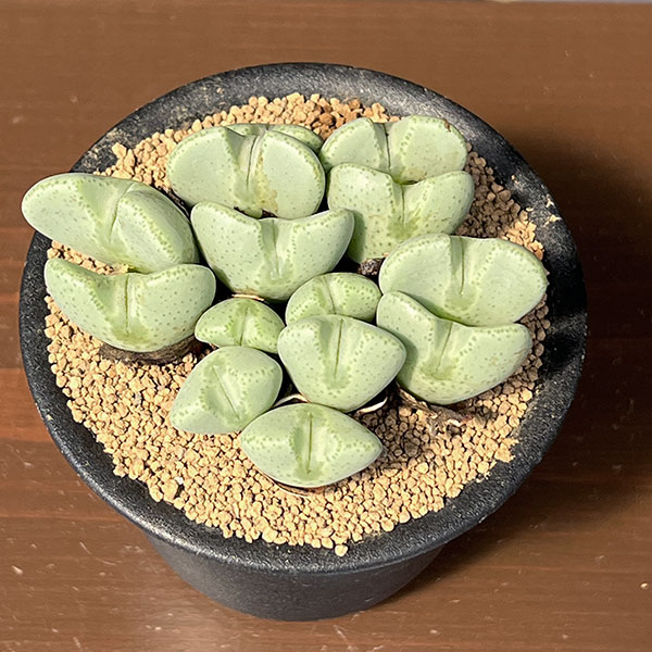 コノフィツム:桃園3号鉢植え*