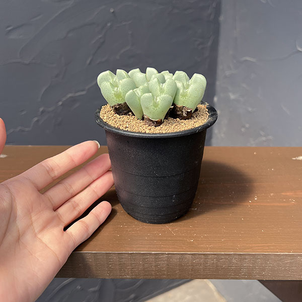 コノフィツム:桃園3号鉢植え*