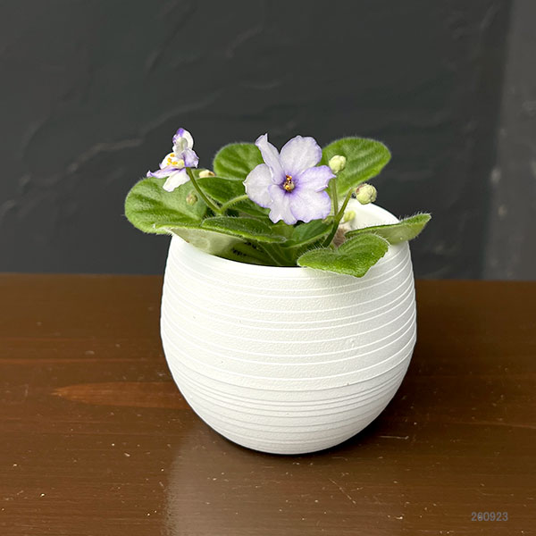 ミニセントポーリア:ロブス アイスリップルス 2.5号鉢植え