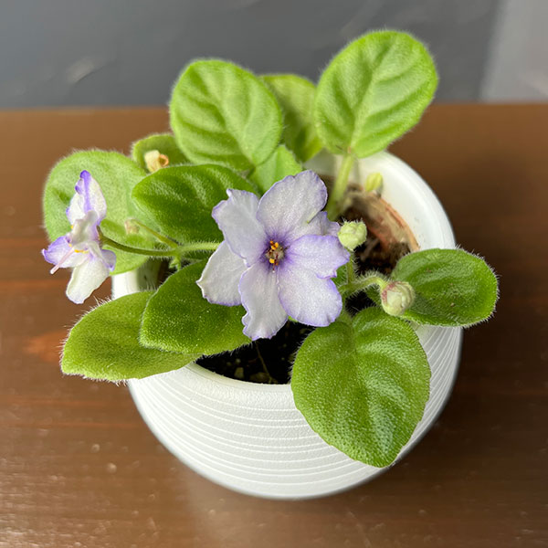 ミニセントポーリア:ロブス アイスリップルス 2.5号鉢植え