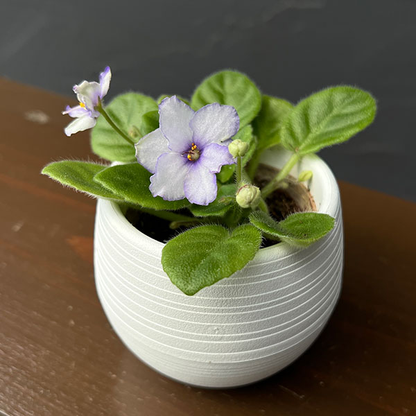 ミニセントポーリア:ロブス アイスリップルス 2.5号鉢植え