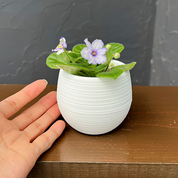 ミニセントポーリア:ロブス アイスリップルス 2.5号鉢植え