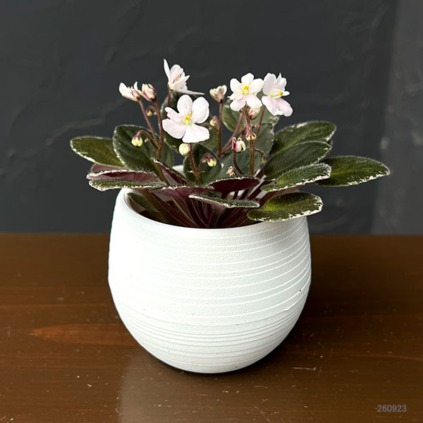 ミニセントポーリア:スノーフェスティバル 2.5号鉢植え