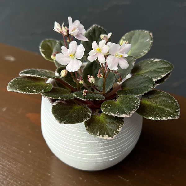 ミニセントポーリア:スノーフェスティバル 2.5号鉢植え