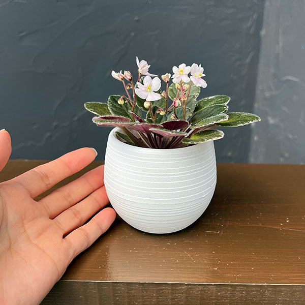 ミニセントポーリア:スノーフェスティバル 2.5号鉢植え