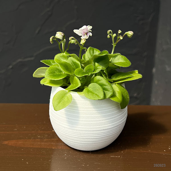 ミニセントポーリア:シホ 2.5号鉢植え