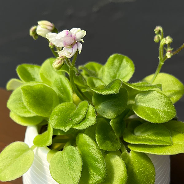 ミニセントポーリア:シホ 2.5号鉢植え