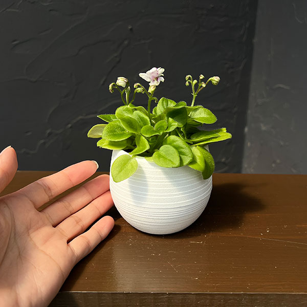 ミニセントポーリア:シホ 2.5号鉢植え