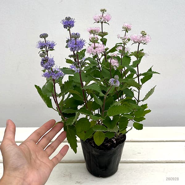 カリオプテリス:パビリオン ピンク・ブルー2色植え3.5号ポット