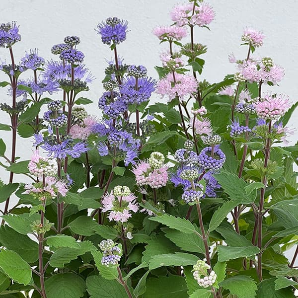 カリオプテリス:パビリオン ピンク・ブルー2色植え3.5号ポット