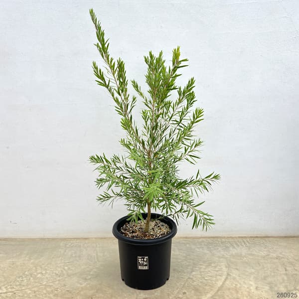 カリステモン:ドーソンリバー8号鉢植え