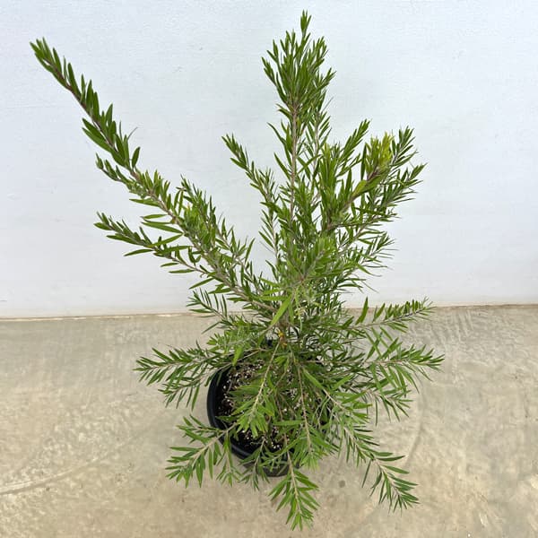 カリステモン:ドーソンリバー8号鉢植え