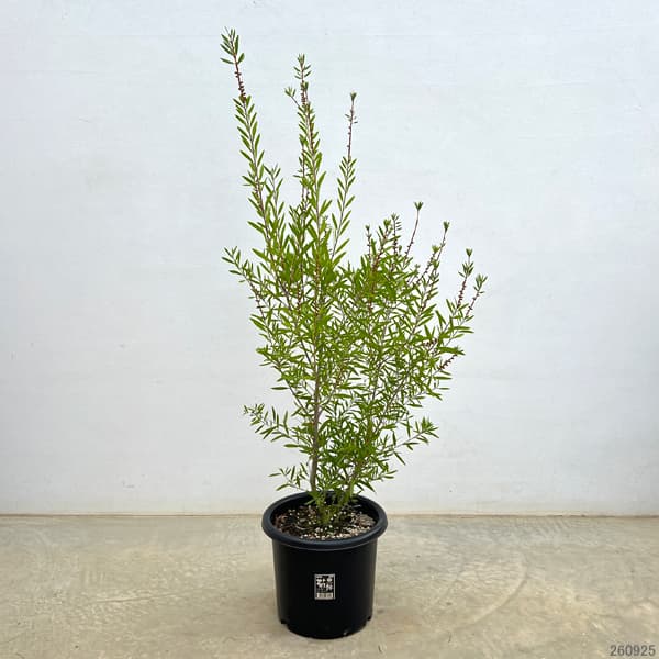 カリステモン:ピンディピンディ8号鉢植え