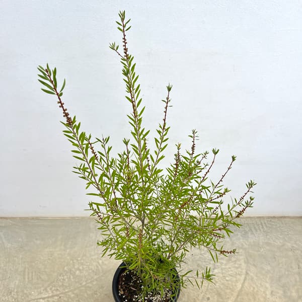カリステモン:ピンディピンディ8号鉢植え