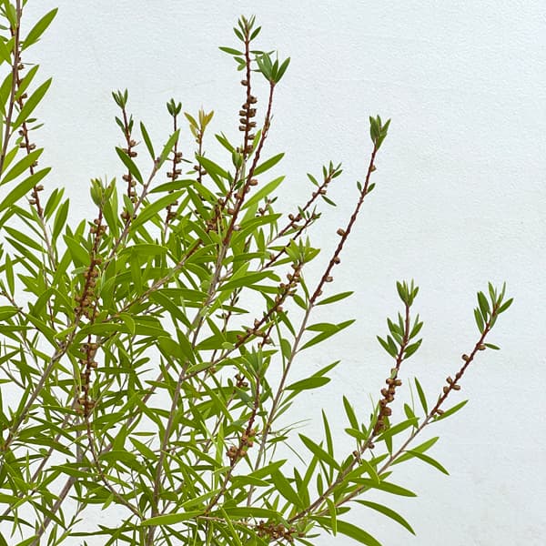 カリステモン:ピンディピンディ8号鉢植え