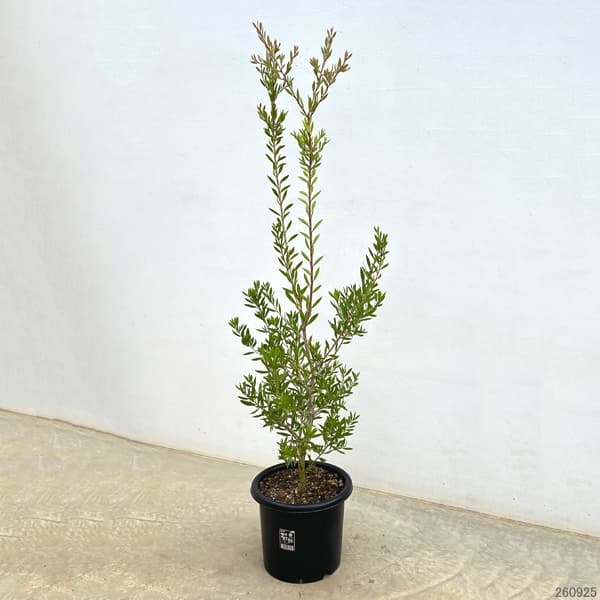 カリステモン：パープルスプレンダー8号鉢植え　