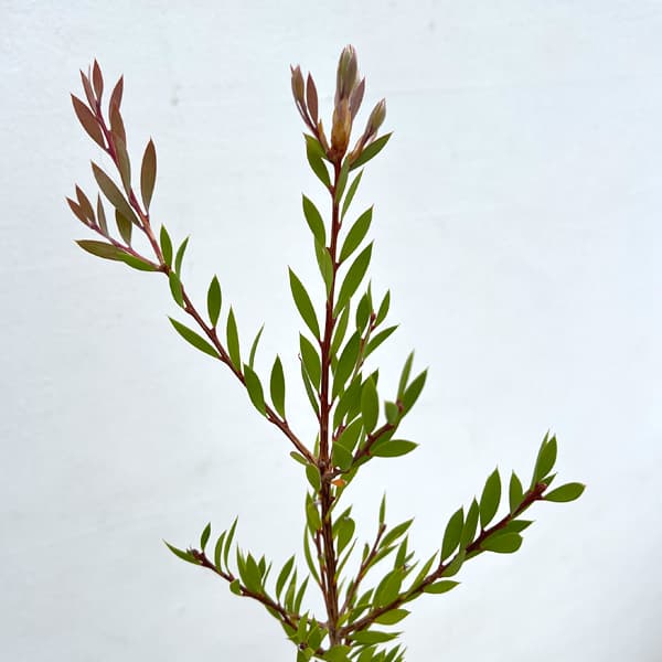 カリステモン：パープルスプレンダー8号鉢植え　