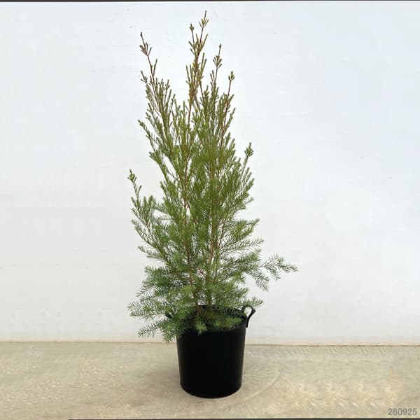 メラレウカ:メディカルティーツリー10号鉢植え