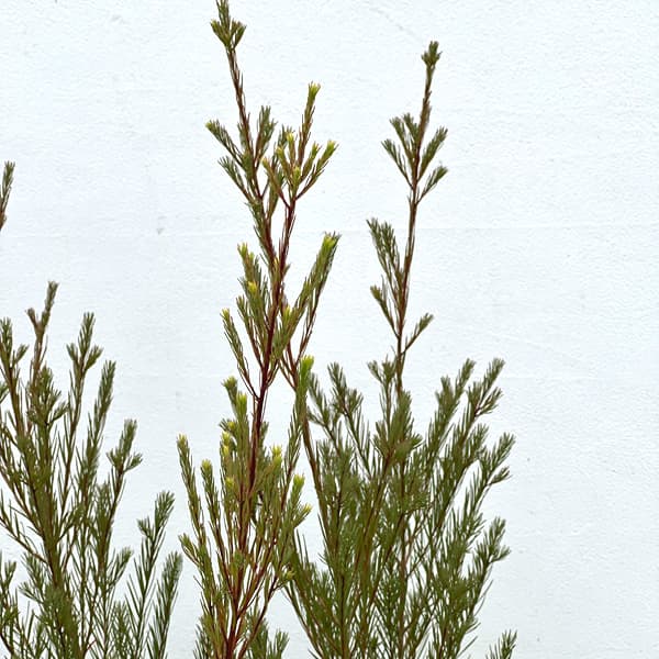 メラレウカ:メディカルティーツリー10号鉢植え