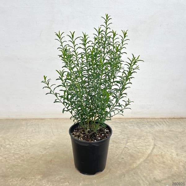 エリオステモン7号鉢植え