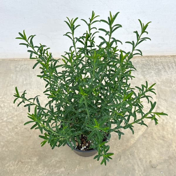 エリオステモン7号鉢植え