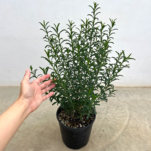 エリオステモン7号鉢植え