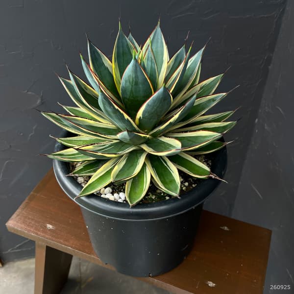 アガベ：スノーグロー（斑入り）　8号鉢植え