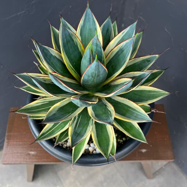 アガベ：スノーグロー（斑入り）　8号鉢植え