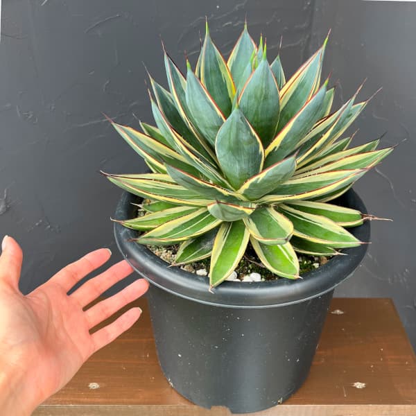 アガベ：スノーグロー（斑入り）　8号鉢植え