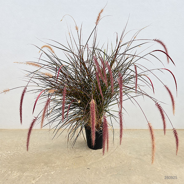 パープルファウンテングラス(ペニセタム・ルブラム)7号鉢植え