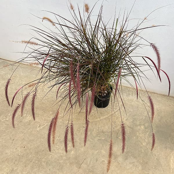 パープルファウンテングラス(ペニセタム・ルブラム)7号鉢植え