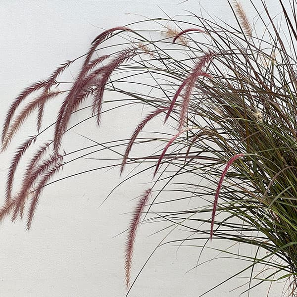 パープルファウンテングラス(ペニセタム・ルブラム)7号鉢植え