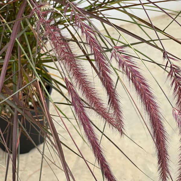 パープルファウンテングラス(ペニセタム・ルブラム)7号鉢植え