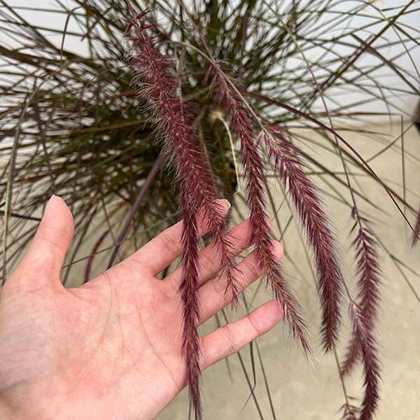 パープルファウンテングラス(ペニセタム・ルブラム)7号鉢植え