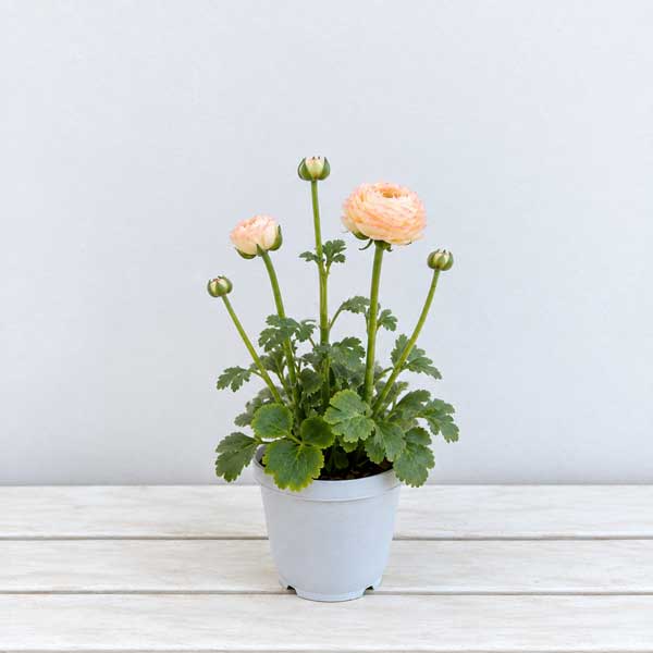 ラナンキュラス：サクセス　トアレグ5号鉢植え