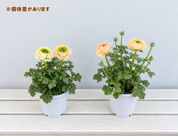 ラナンキュラス：サクセス　トアレグ5号鉢植え