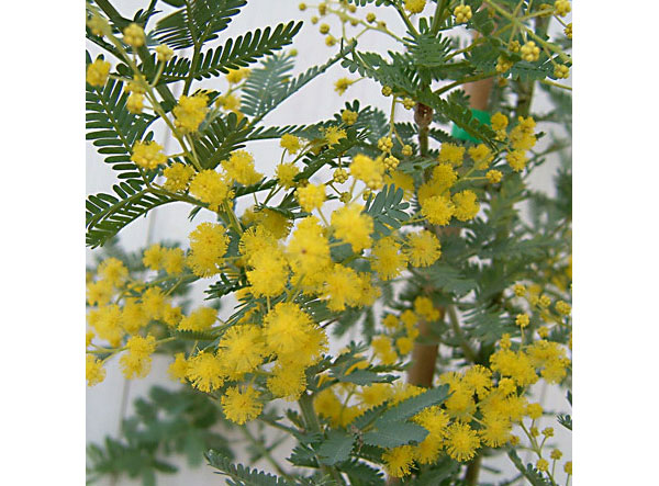 アカシア:ギンヨウ(銀葉)アカシア 5-5.5号ポット
