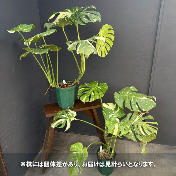 モンステラ:タイコンステレーション(2株植) 6号鉢植え