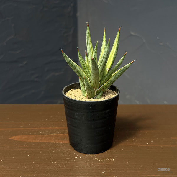 サンセベリア:フランシシーバリエガータ 2号鉢植え