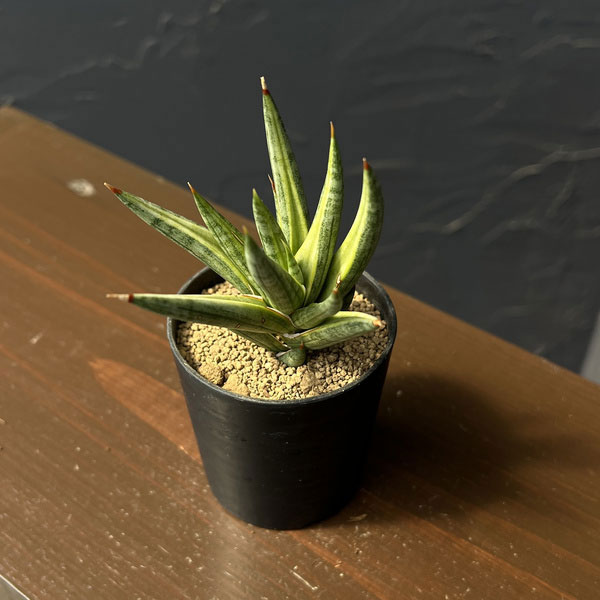 サンセベリア:フランシシーバリエガータ 2号鉢植え