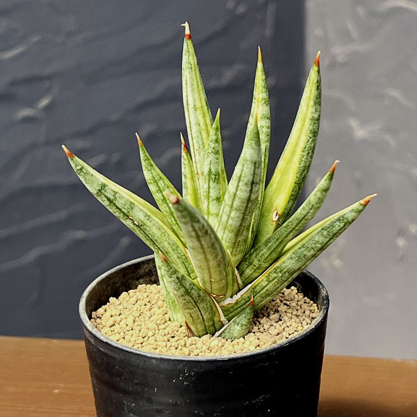 サンセベリア:フランシシーバリエガータ 2号鉢植え